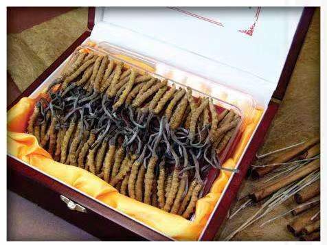 达孜冬虫夏草回收